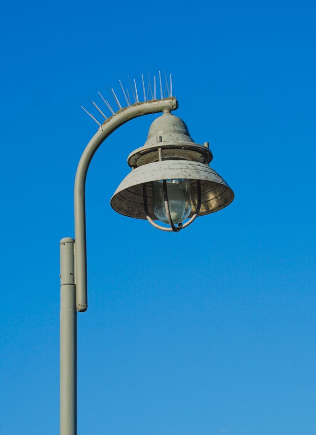 Bird Spikes Services