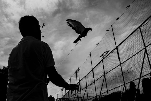 Pigeon Net