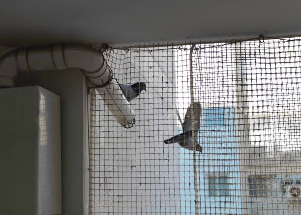 pigeon netting service